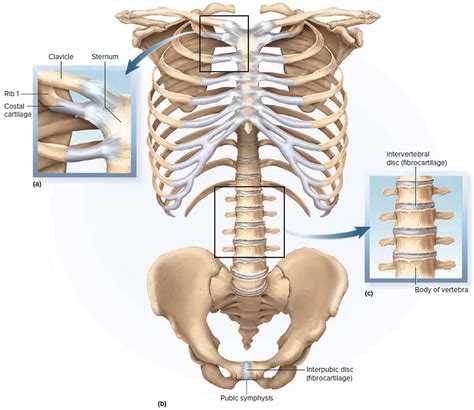 example of symphysis|examples of cartilaginous joint.